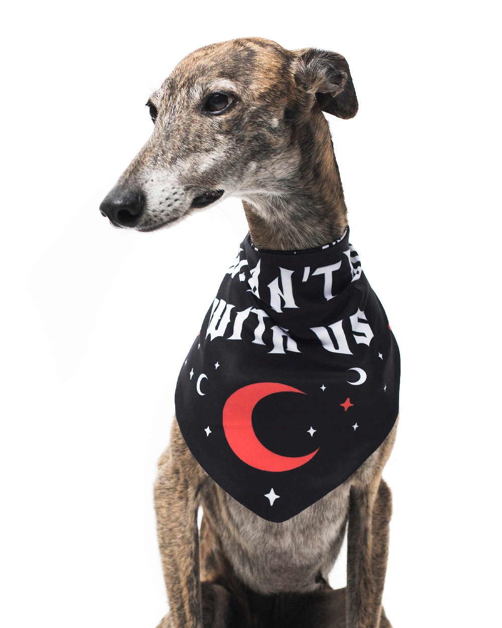 ¡Tu mascota brillará! Bandana divertido para perro o gato, ¡estilo instantáneo!